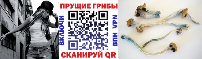 Псилоцибиновые грибы Psilocybe Слюдянка